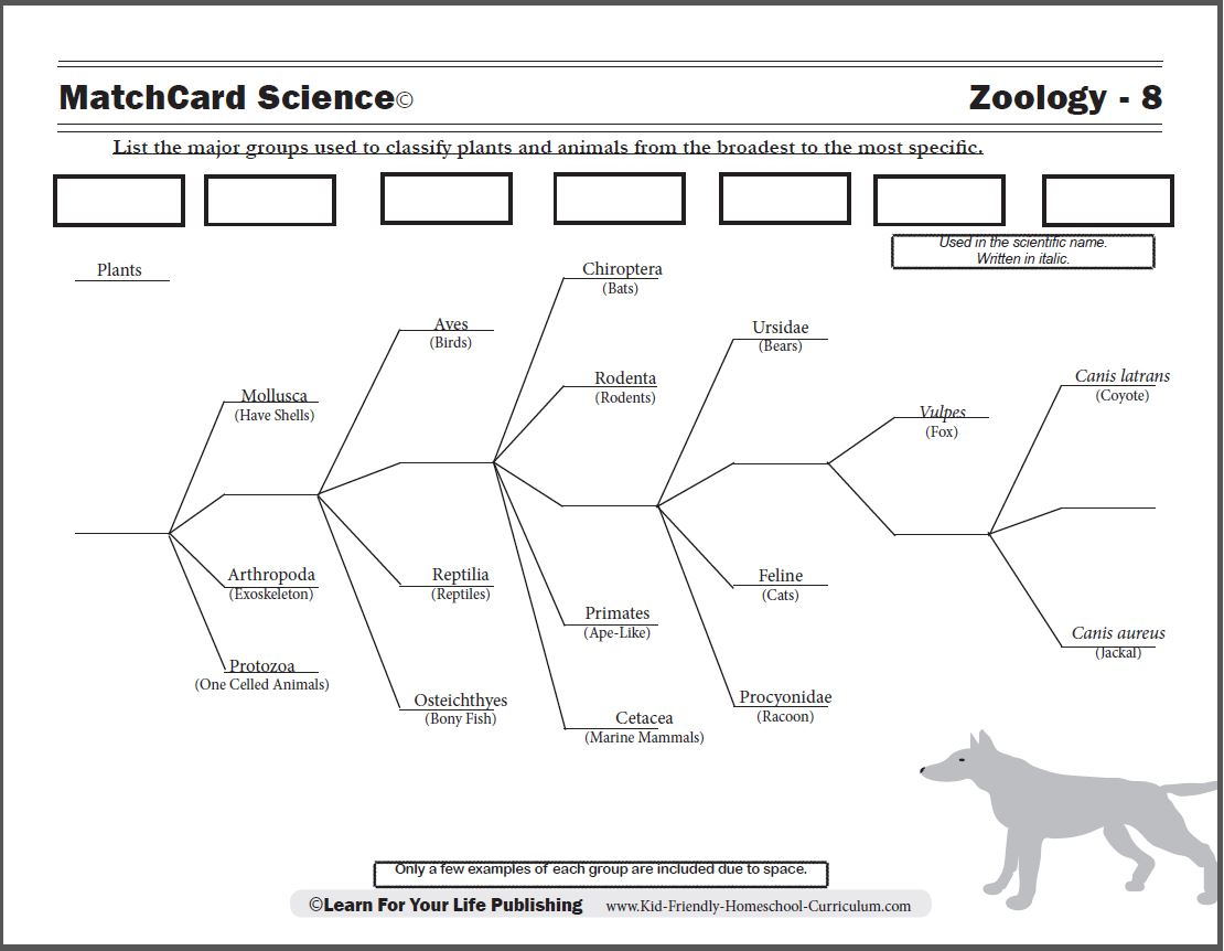 Scientific Classification Worksheet for Animal Classification Chart Printable
