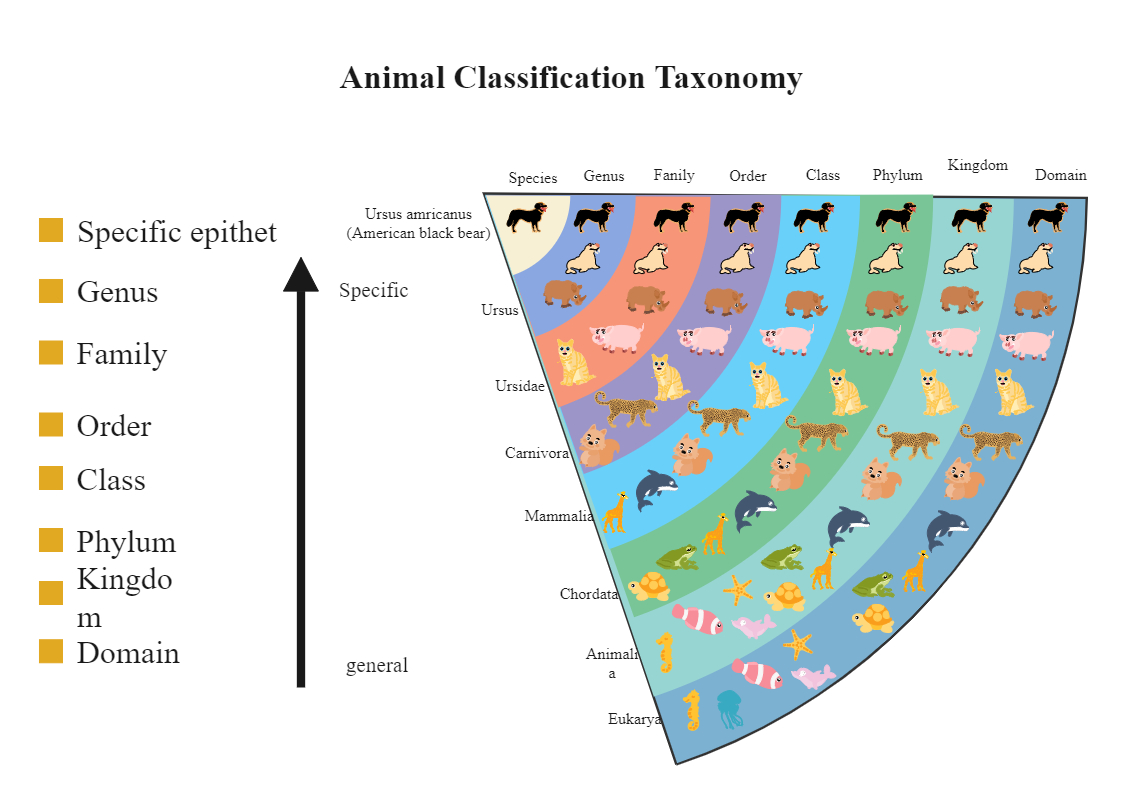 Taxonomy Classification Chart | Edrawmax | Edrawmax Templates with regard to Animal Classification Chart Printable