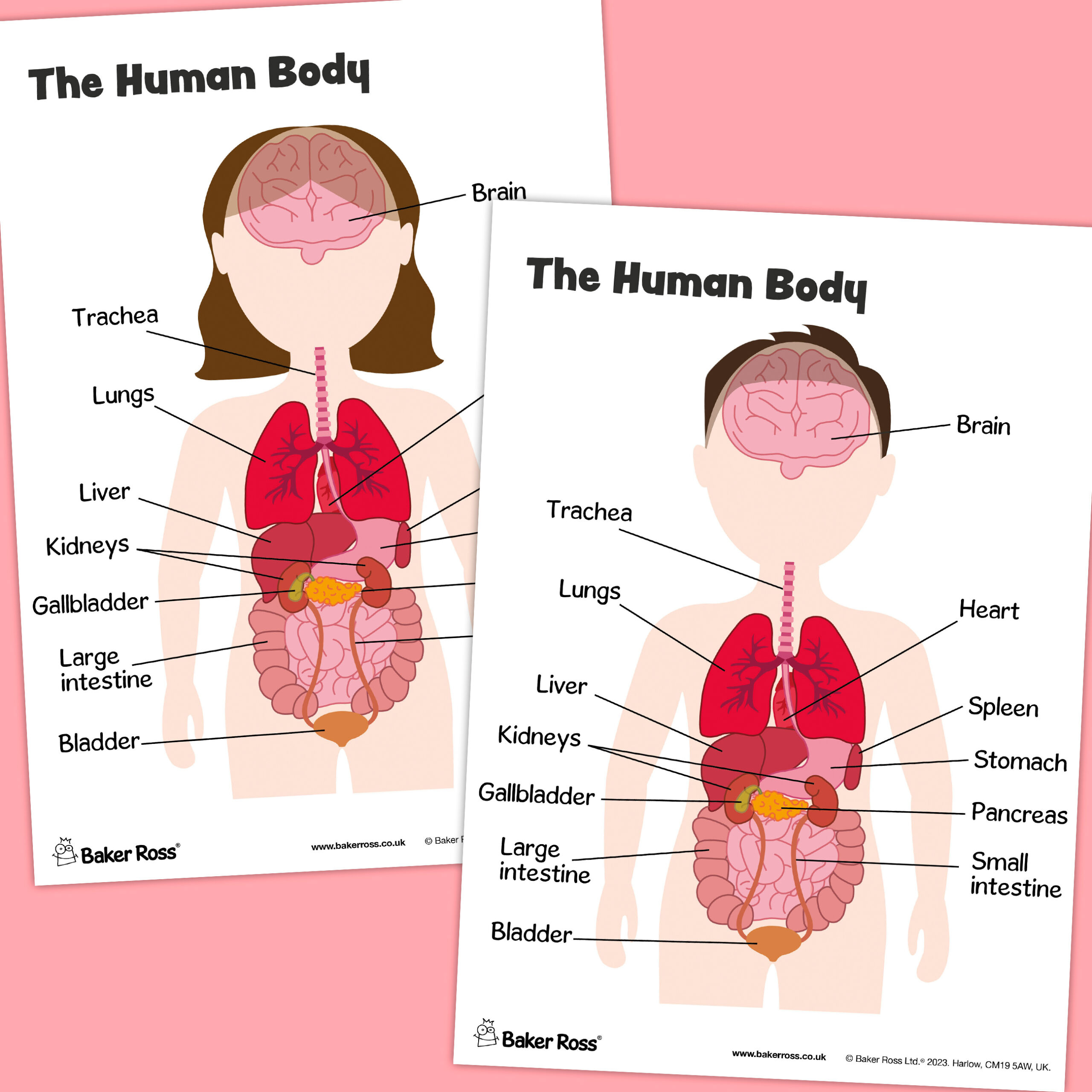 The Human Body Organs Diagram Craft Activity Guide | Baker Ross for Free Printable Human Anatomy Diagrams