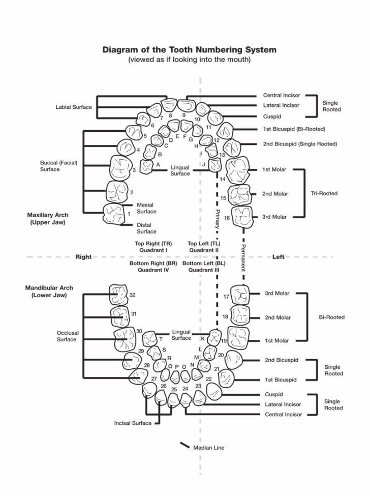 Dental Chart Printable