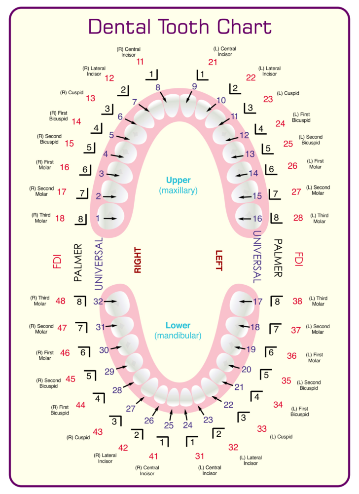 Dental Assistant Tooth Chart Printable