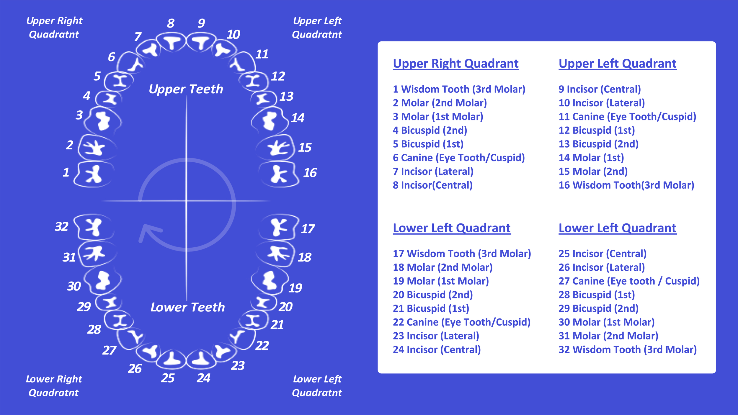 Tooth Number Chart (Printable Pdf) — Mashup Math intended for Dental Assistant Tooth Chart Printable