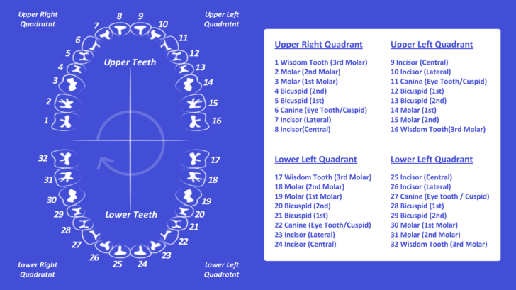 Dental Tooth Chart Printable