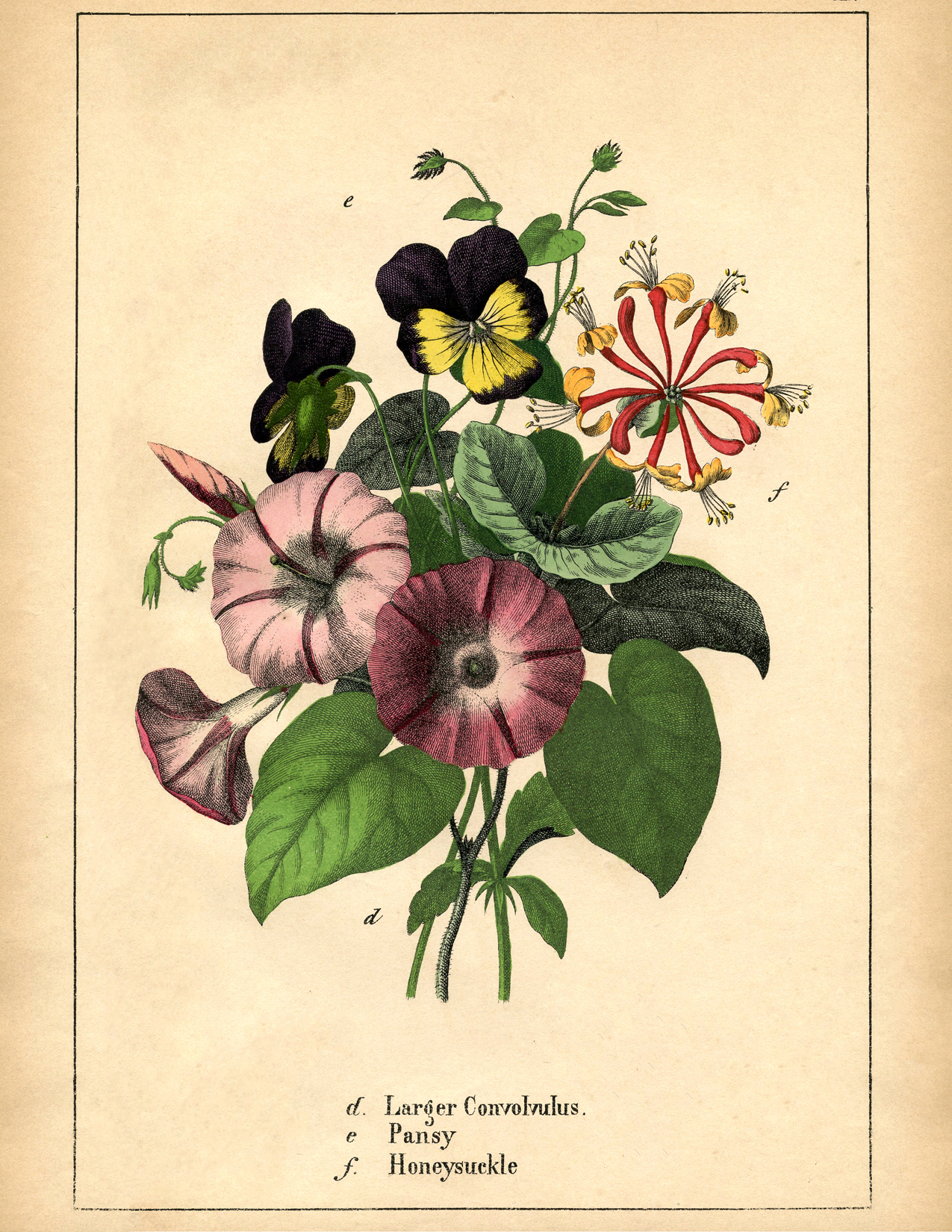 10 Botanical Flower Prints! - The Graphics Fairy for Fairy Graphics Free Printables