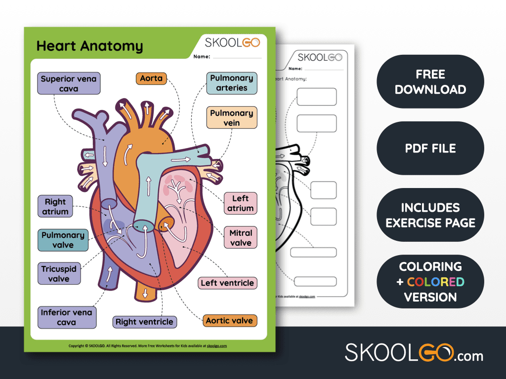 Free Anatomy Printable Worksheets - Skoolgo with Free Anatomy Printables