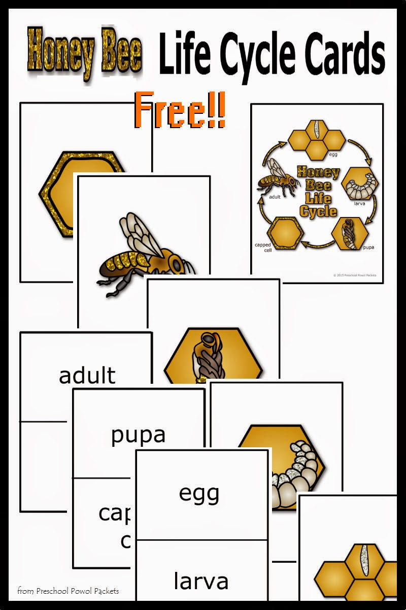 Free} Honey Bee Life Cycle Cards! for Free Printable Bee Life Cycle Worksheets
