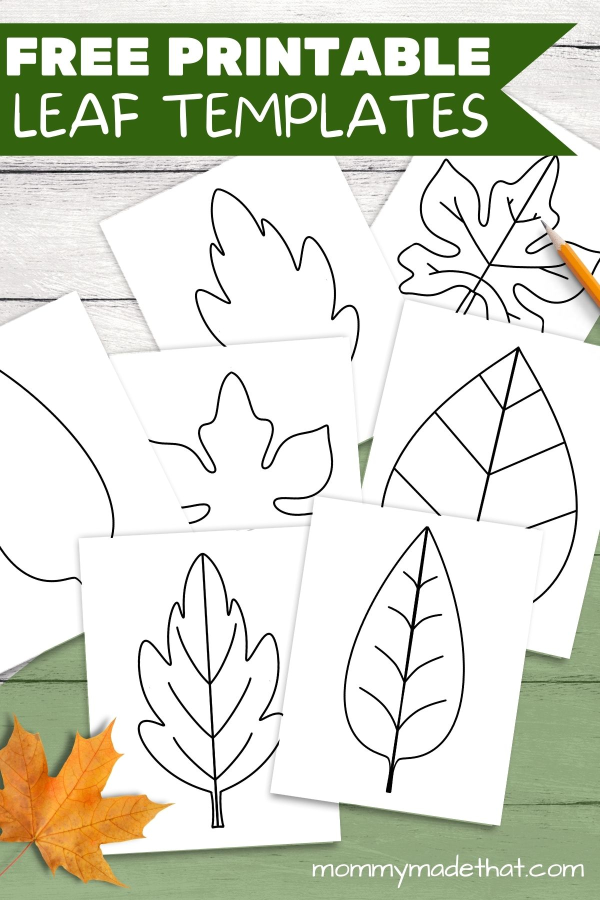 Free Leaf Templates &amp;amp; Outlines: Tons Of Printables!! with Free Printable Pictures Of Leaves