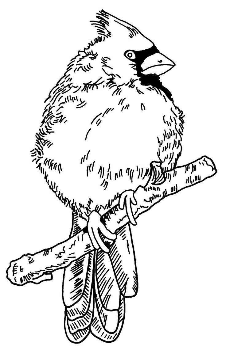 Free Wood Burning Patterns Of Cardinals for Free Printable Wildlife Wood Burning Patterns
