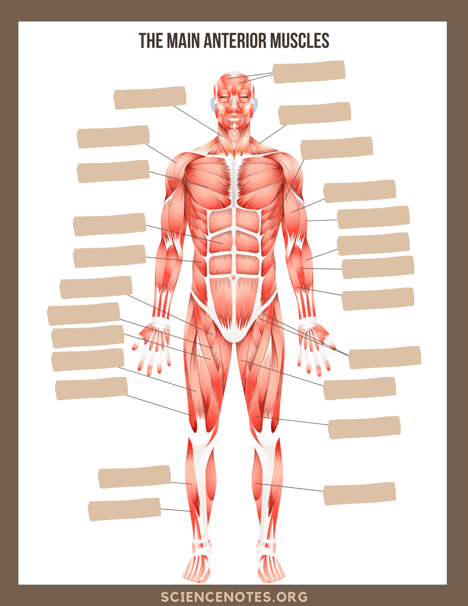 Human Anatomy Worksheets And Study Guides - Worksheets Library inside Free Anatomy Printables