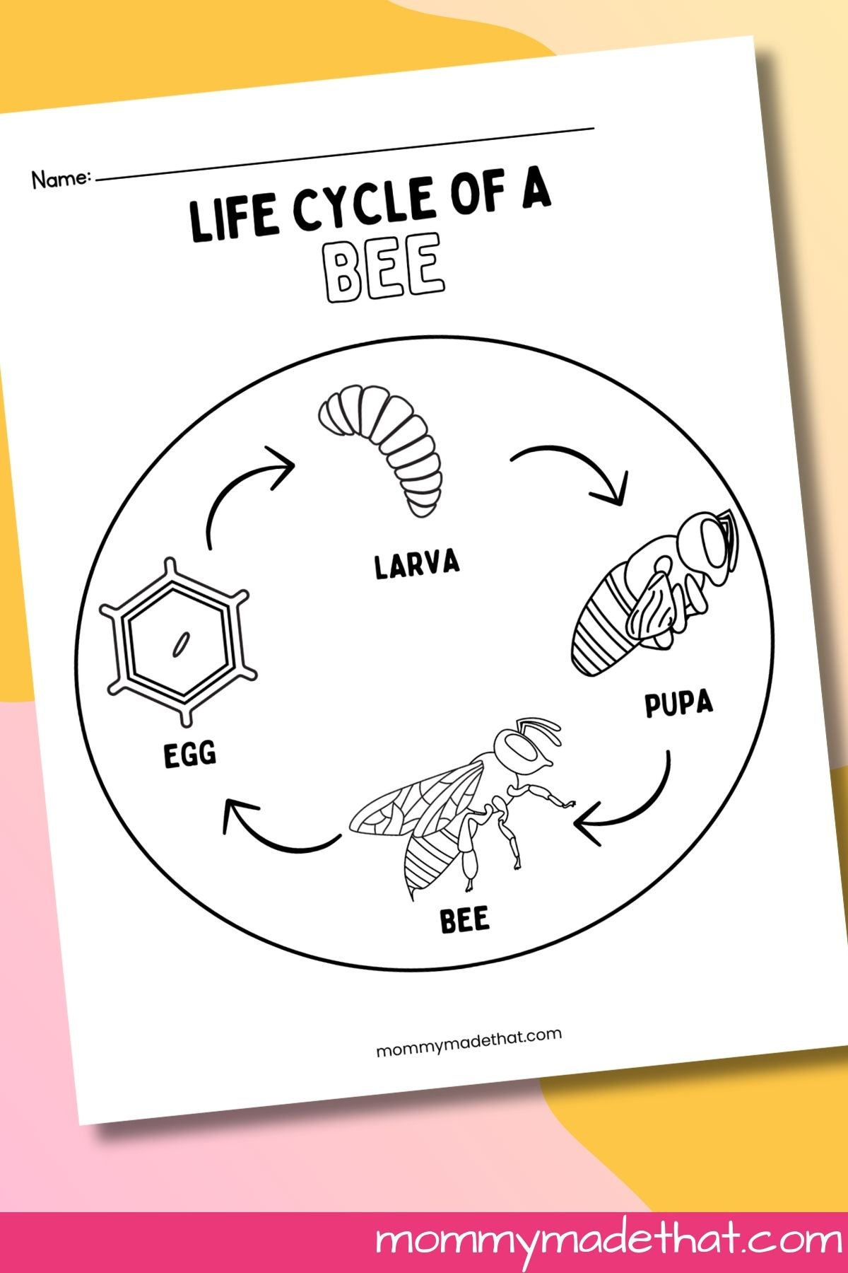 Life Cycle Of A Bee Worksheets (Free Printables) with regard to Free Printable Bee Life Cycle Worksheets
