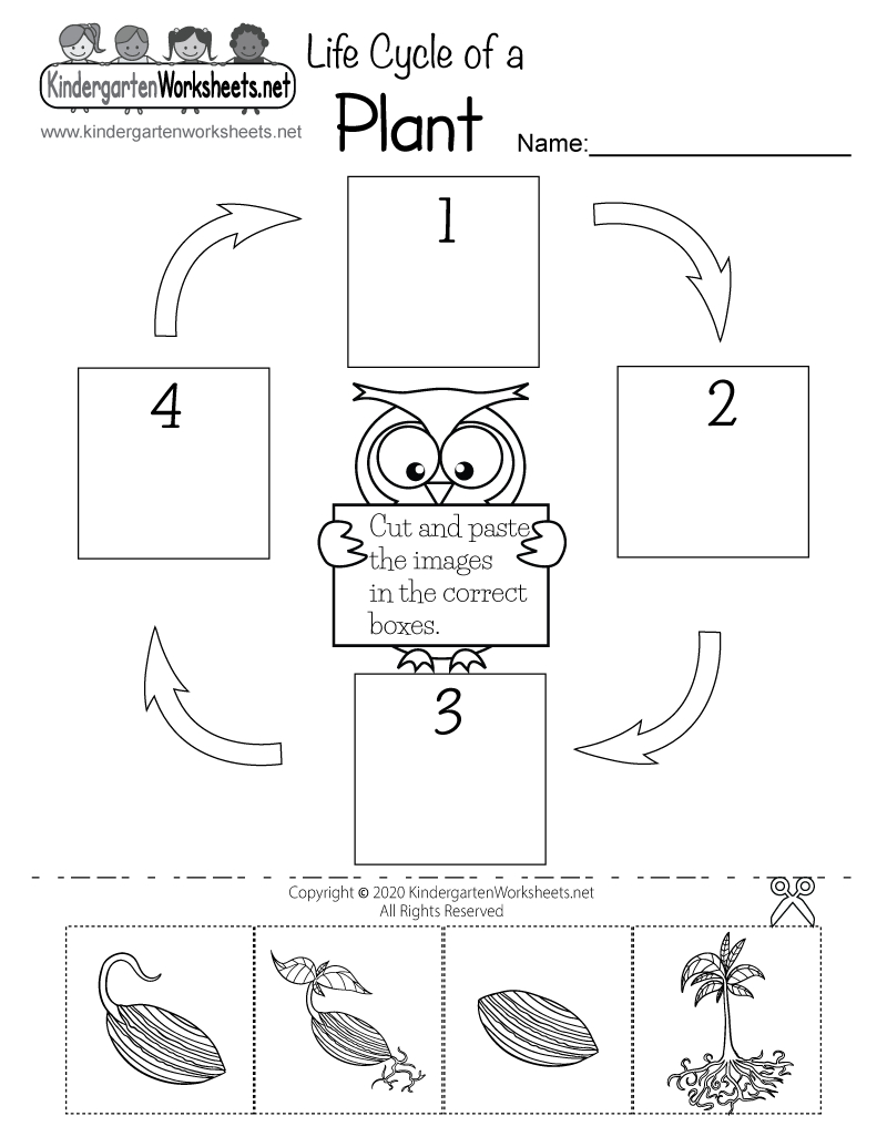 Life Cycle Of A Plant Worksheet - Free Printable, Digital, &amp;amp; Pdf within Free Plant Printables For Kindergarten