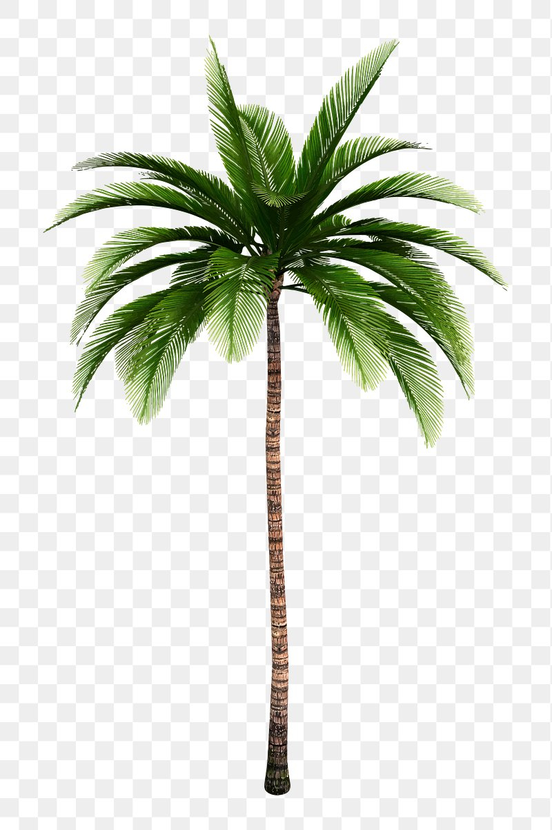 Palm Tree Images | Free Hd Backgrounds, Pngs, Vectors &amp;amp; Templates throughout Free Palm Tree Templates