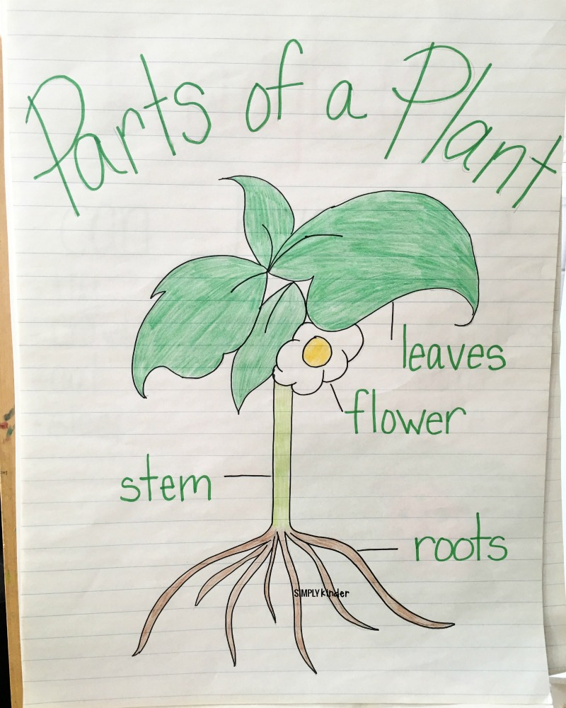 Parts Of A Plant Free Printable - Simply Kinder intended for Free Plant Printables For Kindergarten